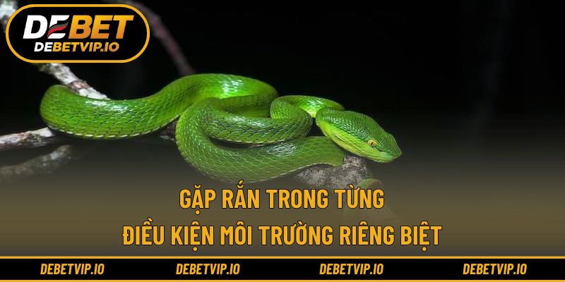 Gặp rắn trong từng điều kiện môi trường riêng biệt