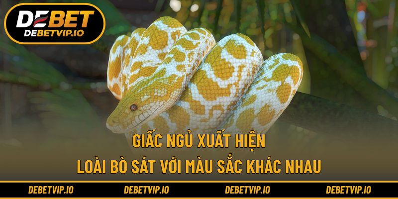 Giấc ngủ xuất hiện loài bò sát với màu sắc khác nhau